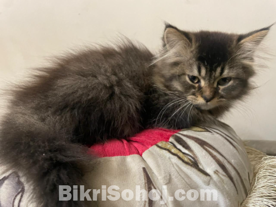 Pure persian breed kitten